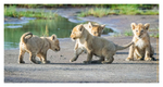 Lion Cubs at Ndutu, Tanzania Feb. 2019