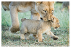Lion cubs at Ndutu, Tanzania in Feb. 2019
