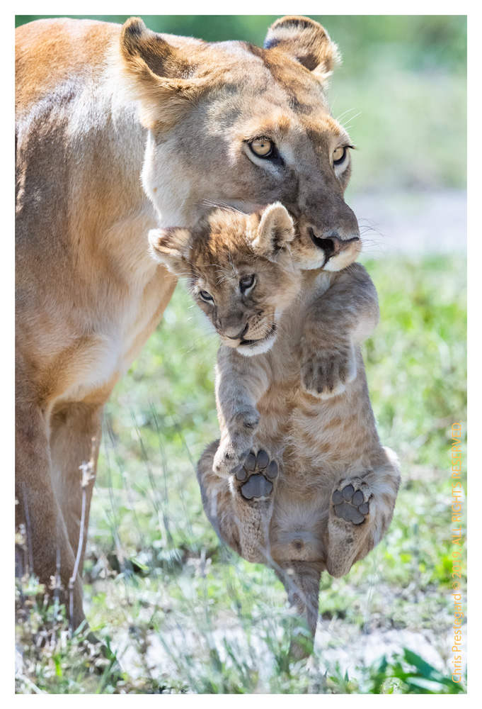 Lion cubs at Ndutu, Tanzania Feb. 2016