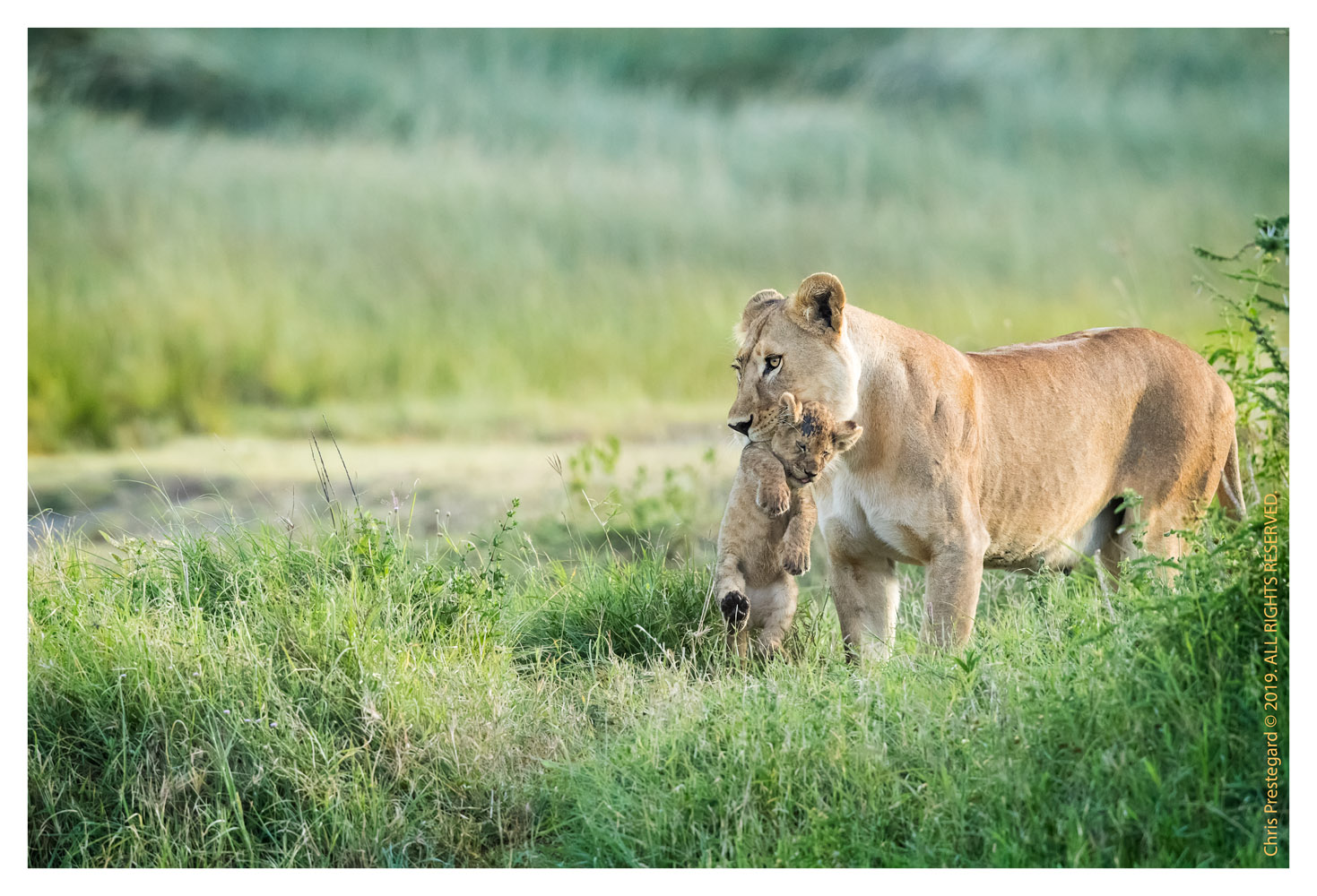Lion cubs at Ndutu, Tanzania Feb. 2019