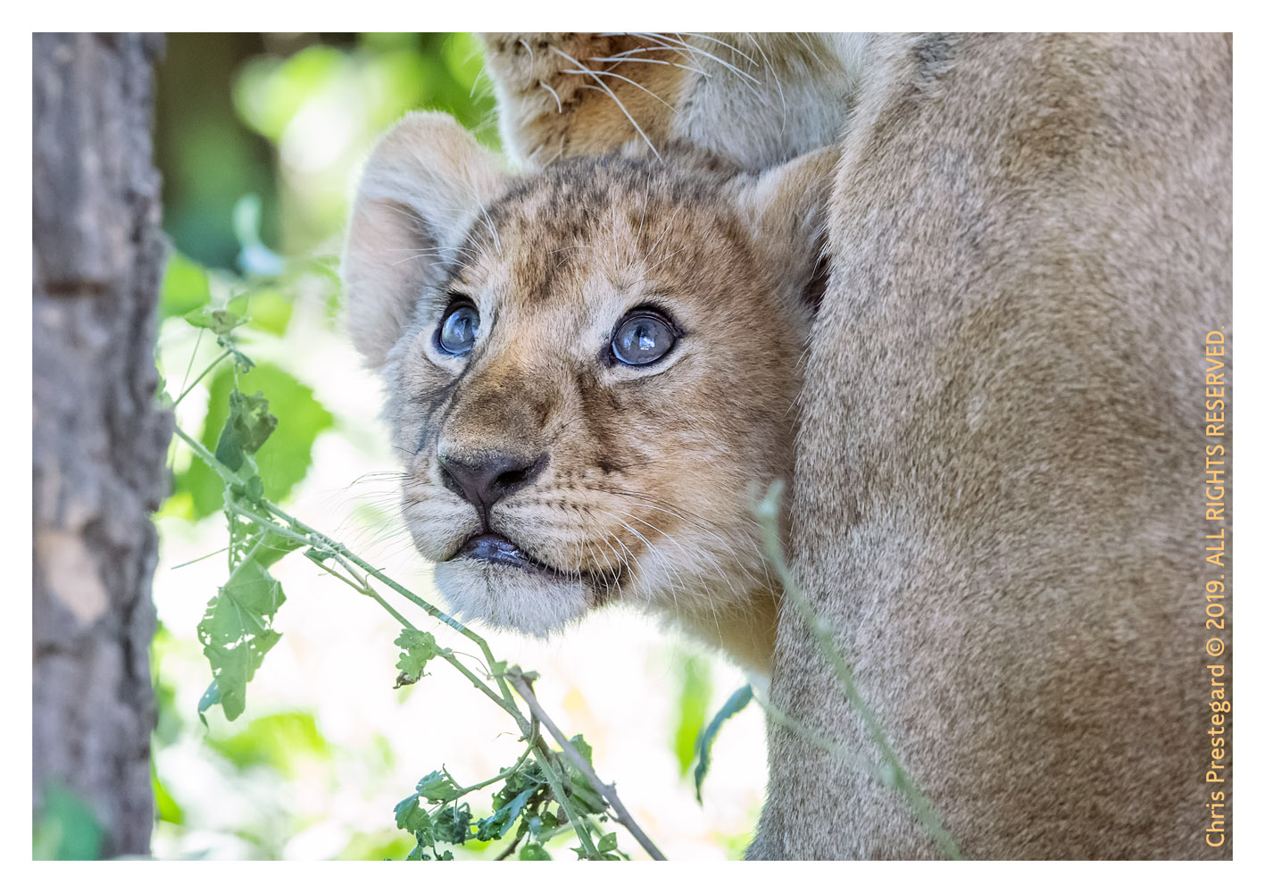 Lion cubs at Ndutu, Tanzania Feb. 2019
