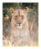 Lioness2977Look_Aug18-2010