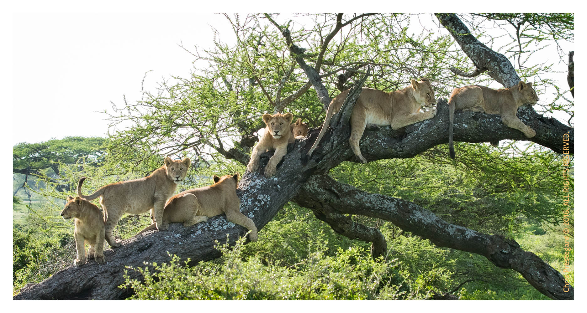 Lions at Ndutu, Tanzania Feb. 2016