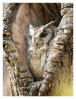 Owl1319_Jan23-2012