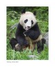 Panda5135_9-15-07