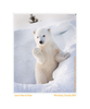 Polar Bear Cub, Wapusk National Park, Canada Mar. 2014