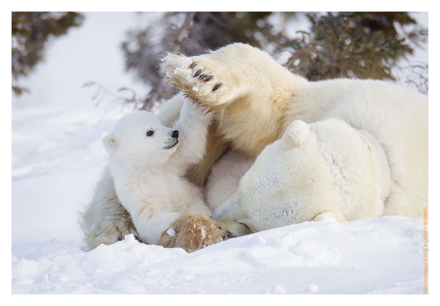 Polarbear5098 May16 2012: Sweet Gestures: Polar Bear Cubs: Chris 