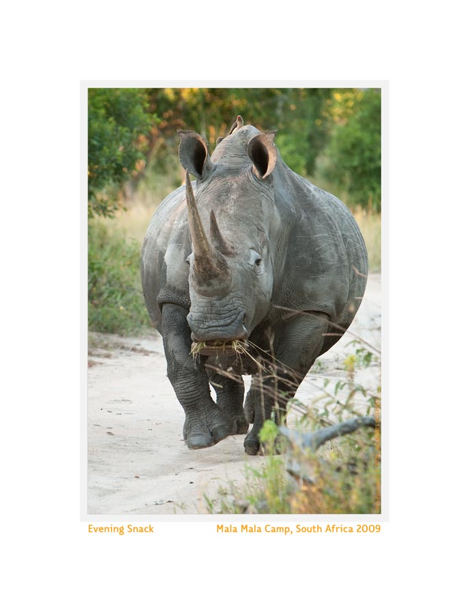 Rhino9576Snack_May24-09