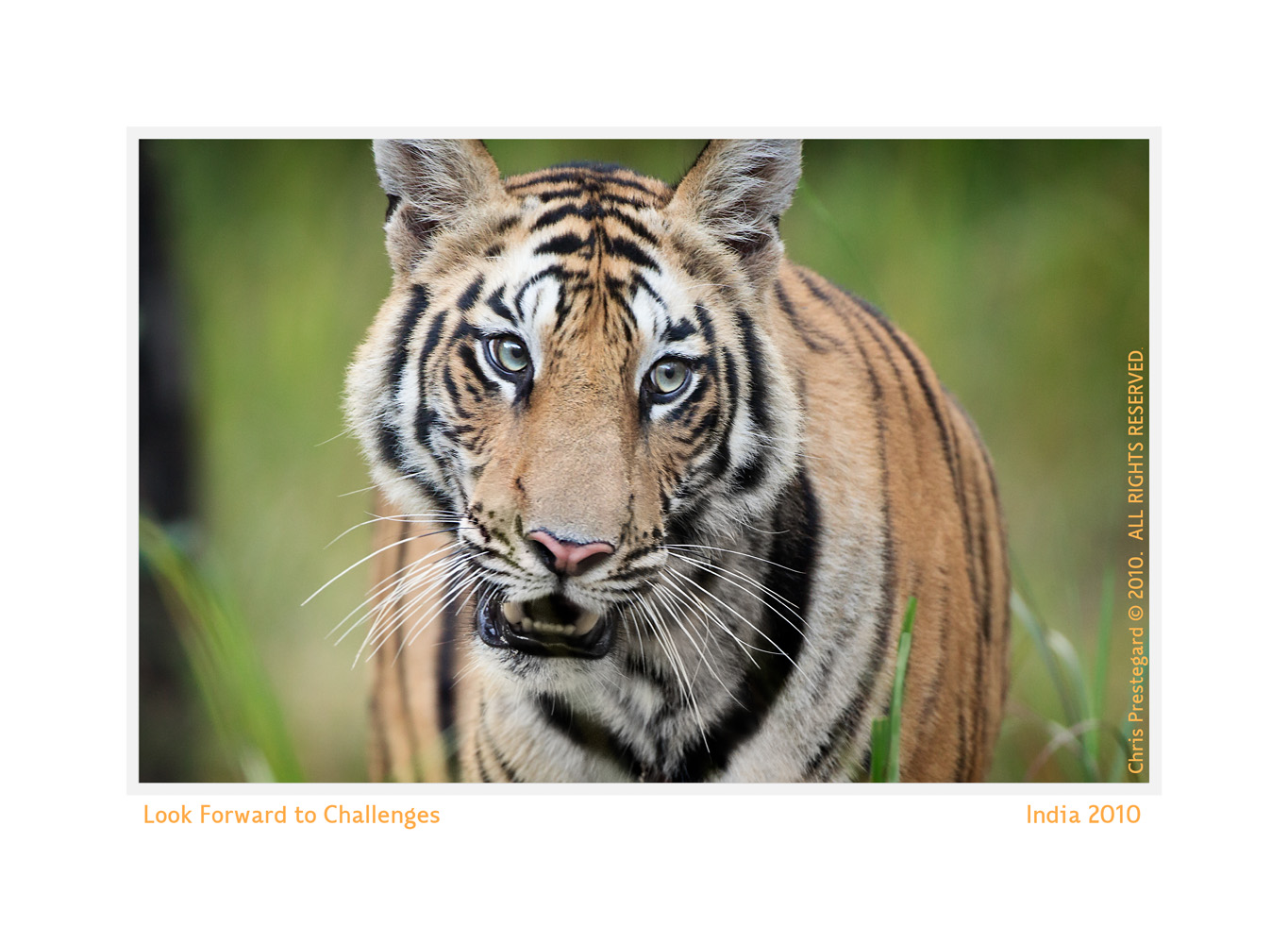 Tiger5562-Apr19-2014