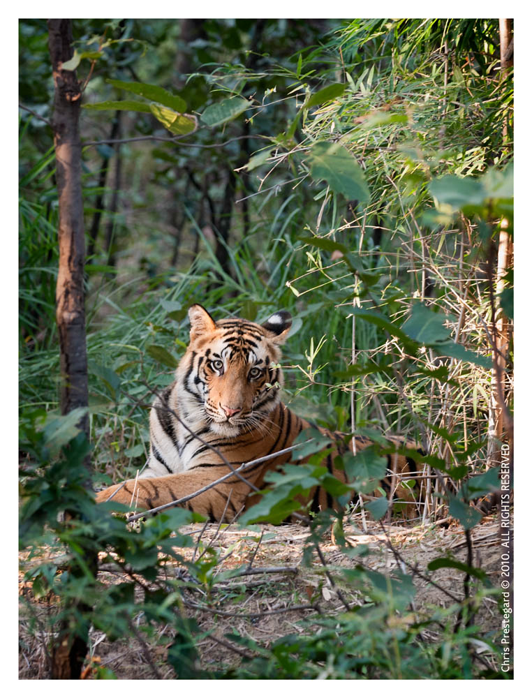 Tiger6364-Nov28-2010