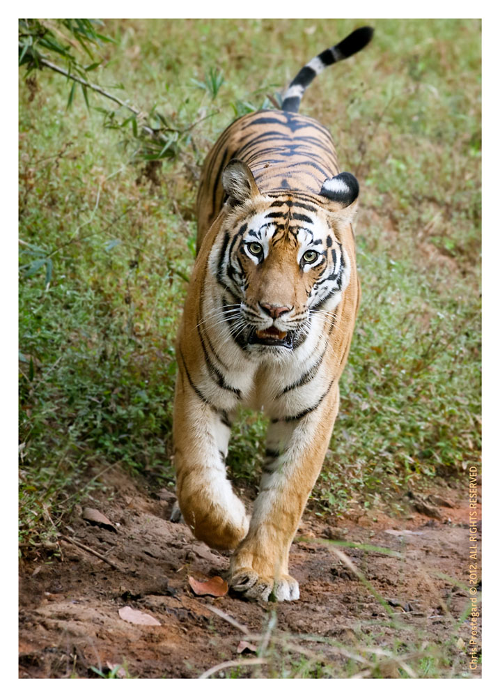 TigerBgarh9856_Jan20-2012