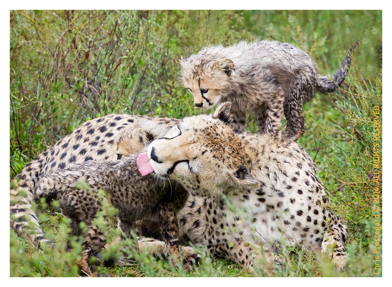 cheetah1113-Apr7-2014