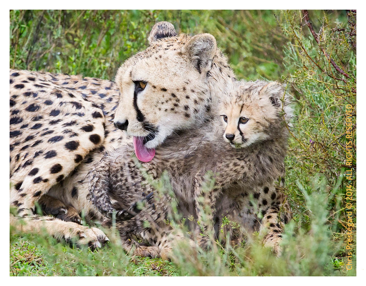 cheetah1153-Apr7-2014