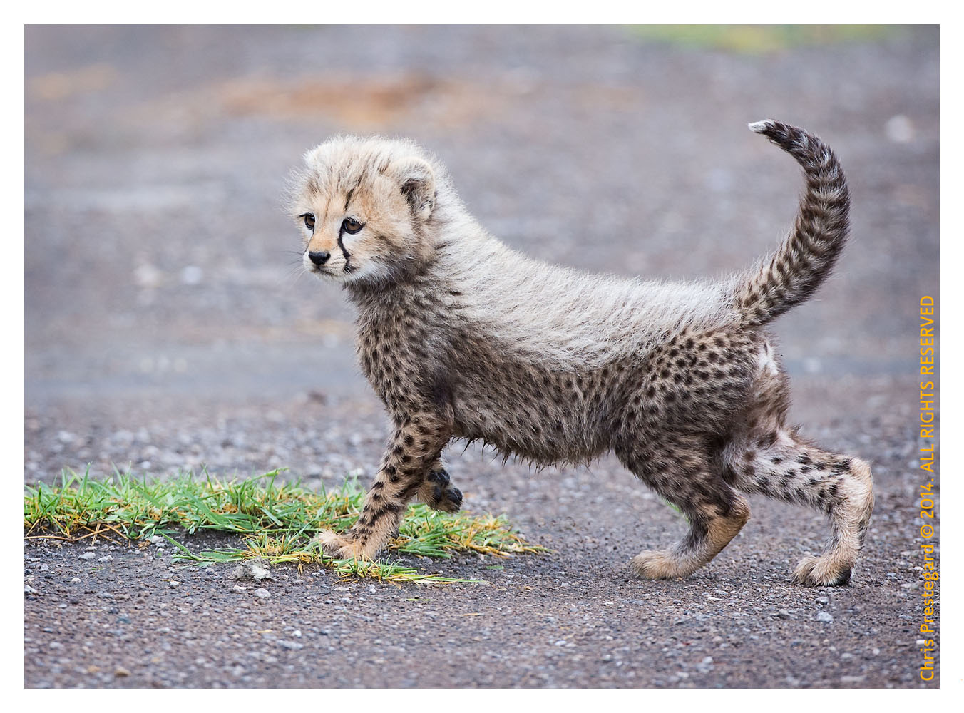 cheetah167-Apr4_2014