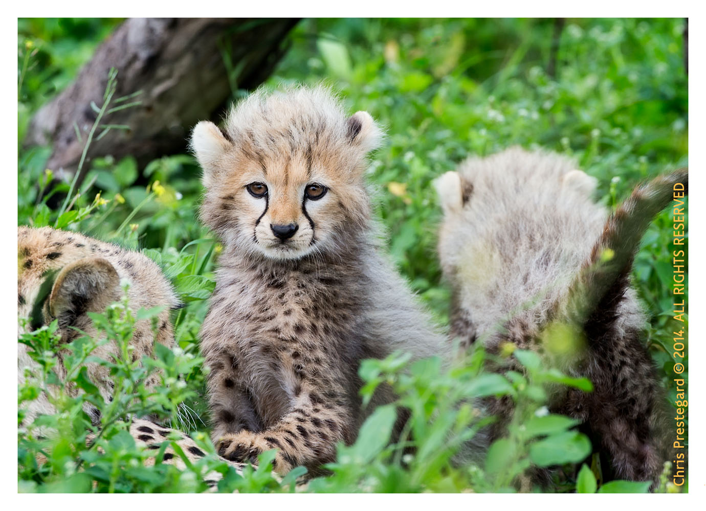 cheetah1820-Apr8-2014