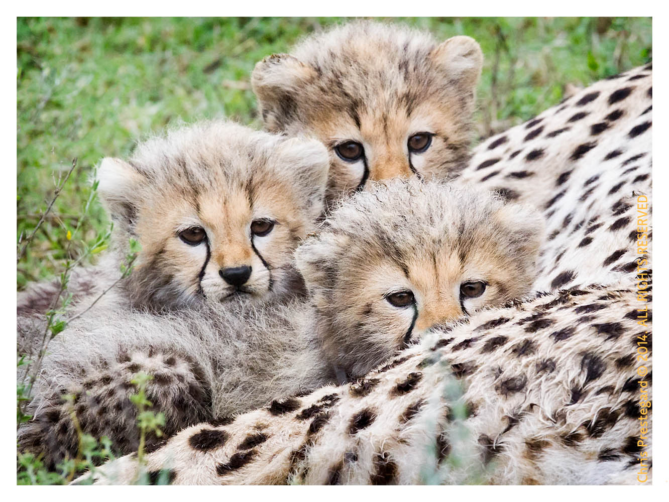 cheetah2105-Apr8-2014