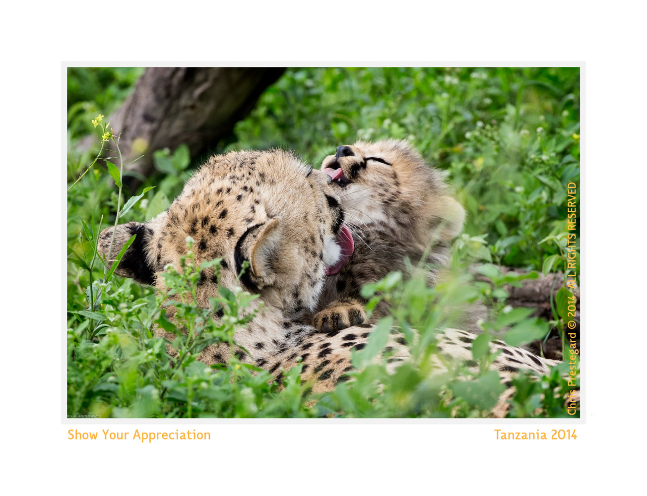 cheetah2106Intro-Apr17-2014