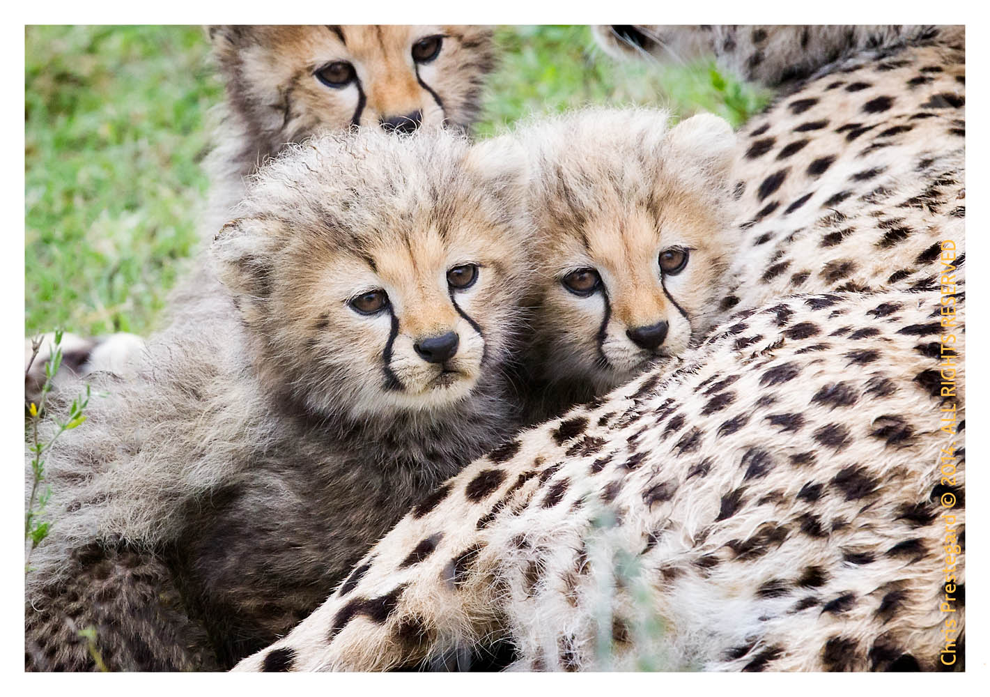 cheetah2136-Apr8-2014