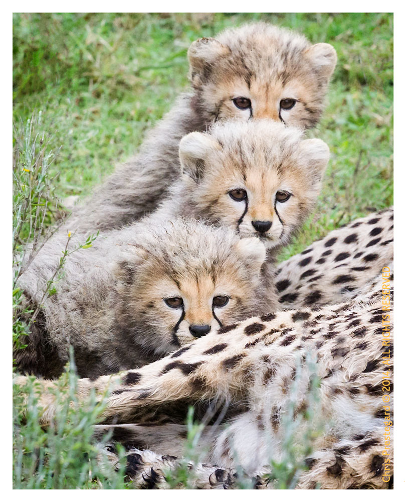 cheetah2168-Apr7-2014