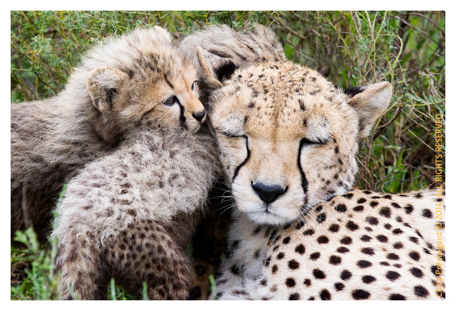 cheetah2322-Apr7-2014