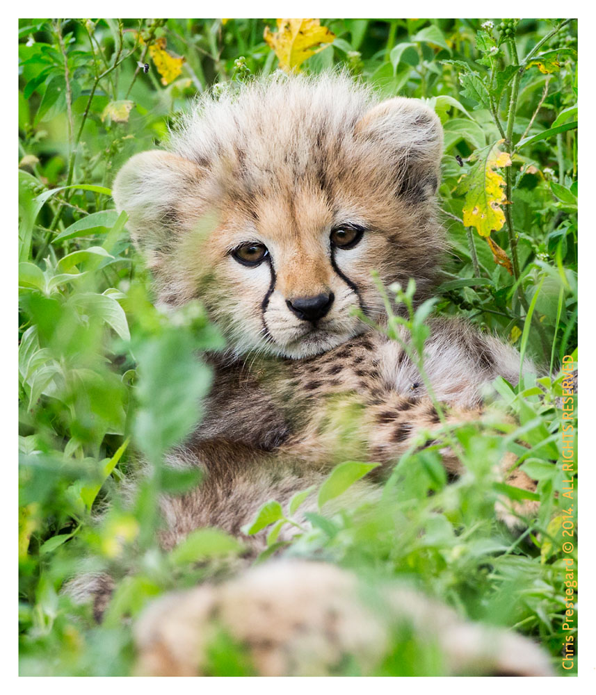 cheetah2601-Apr8-2014