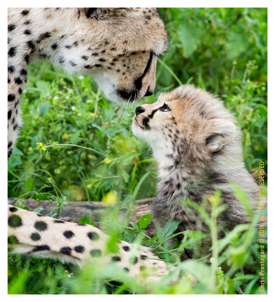cheetah2685-Apr8-2014