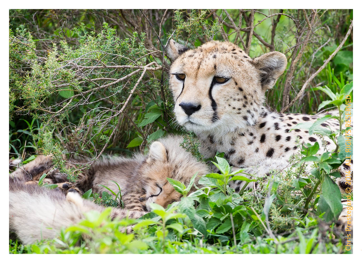 cheetah3023-Apr9-2014