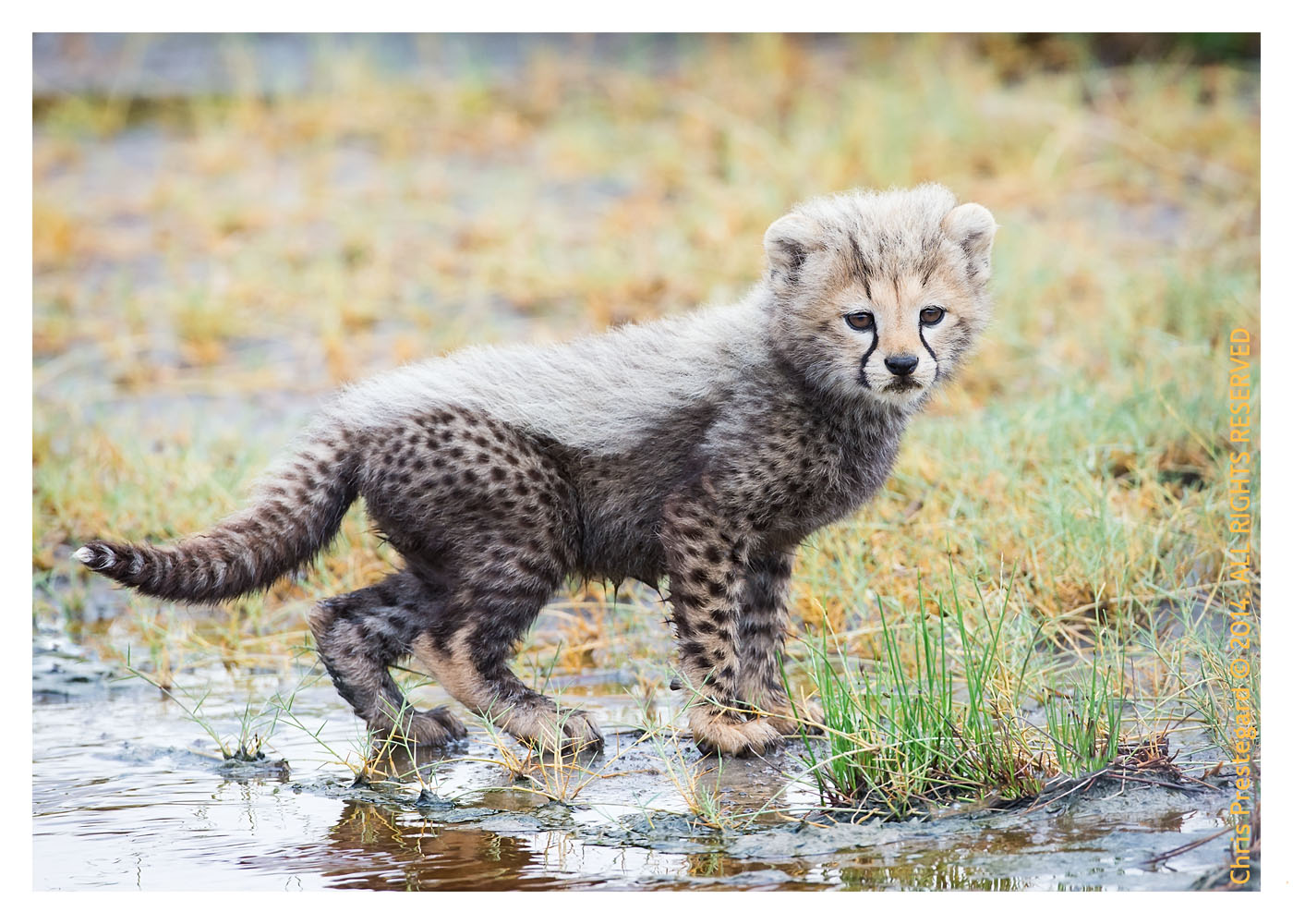 cheetah375-Apr12-2014