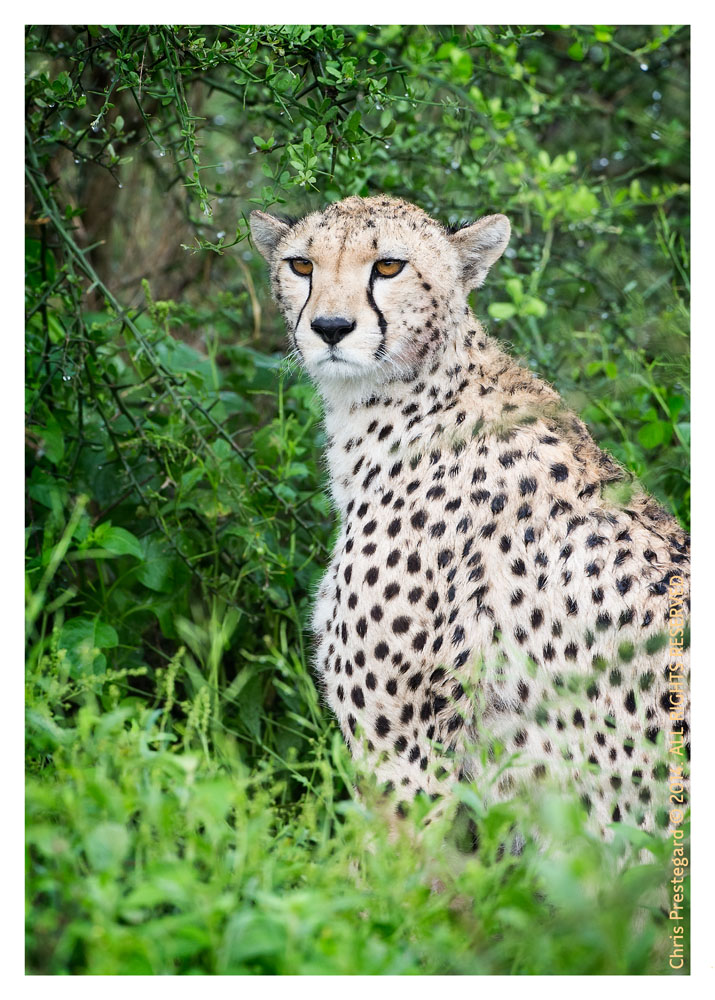 cheetah3992-Apr1-2014