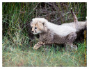 cheetah434-Apr42014
