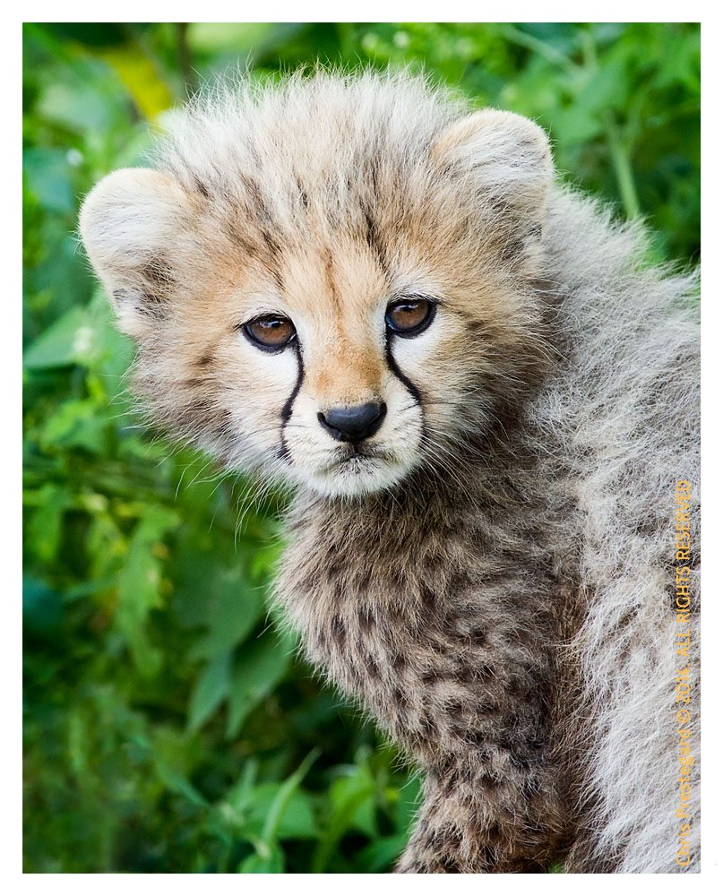 cheetah4897-Apr8-2014