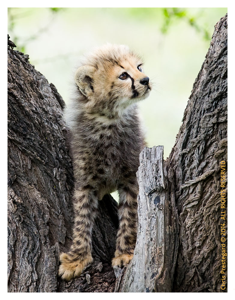 cheetah4955-Apr8-2014