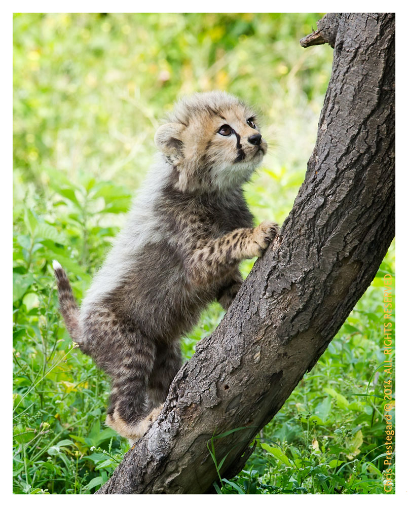 cheetah5090-Apr9-2014