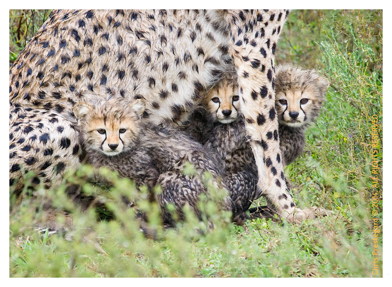cheetah675-Apr6-2014