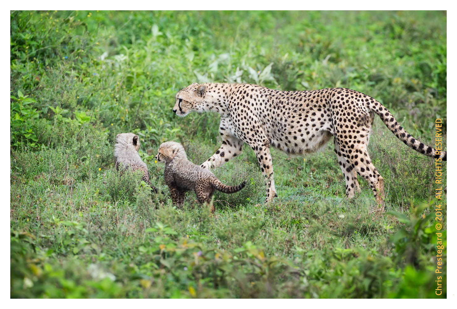 cheetah705-Apr9-2014