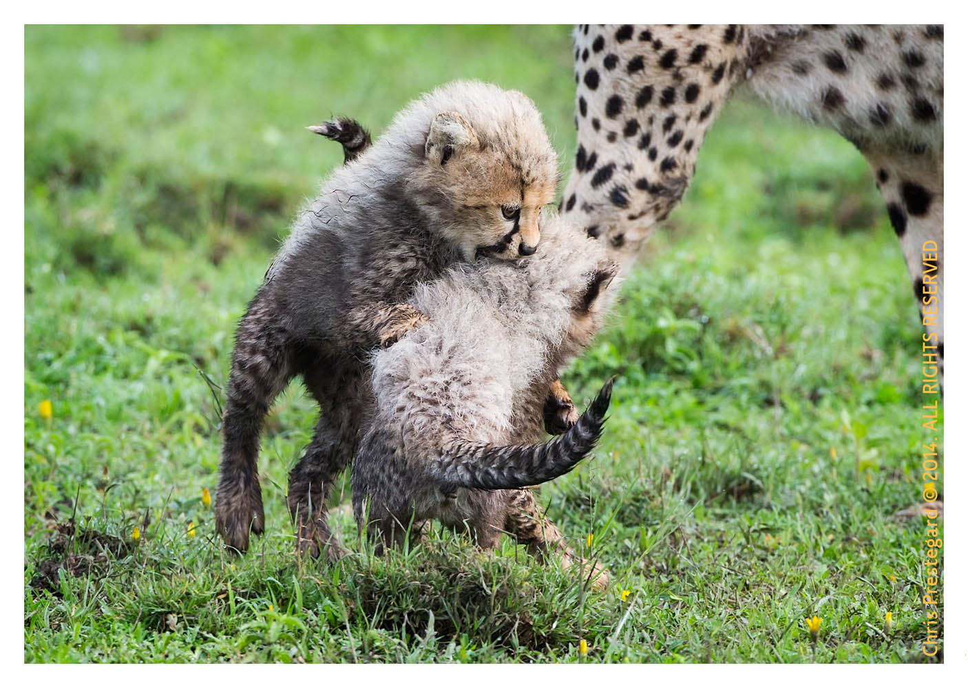 cheetah802-Apr13-2014