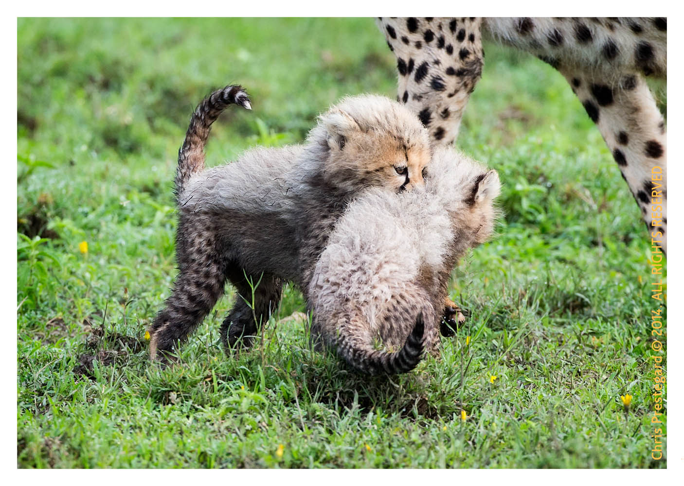 cheetah804-Apr8-2014