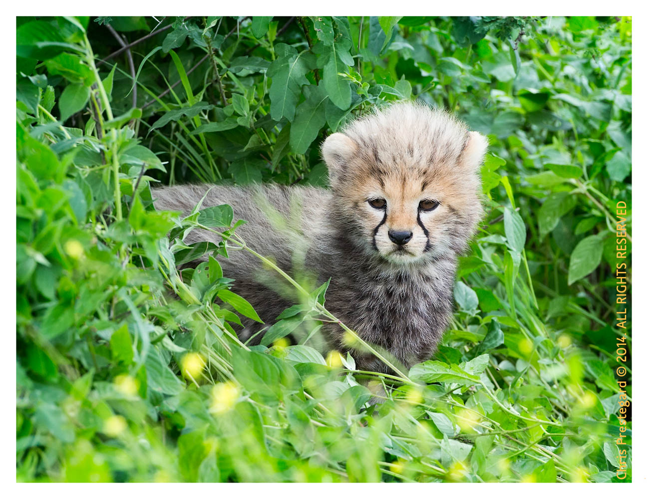 cheetah9075-Apr7-2014