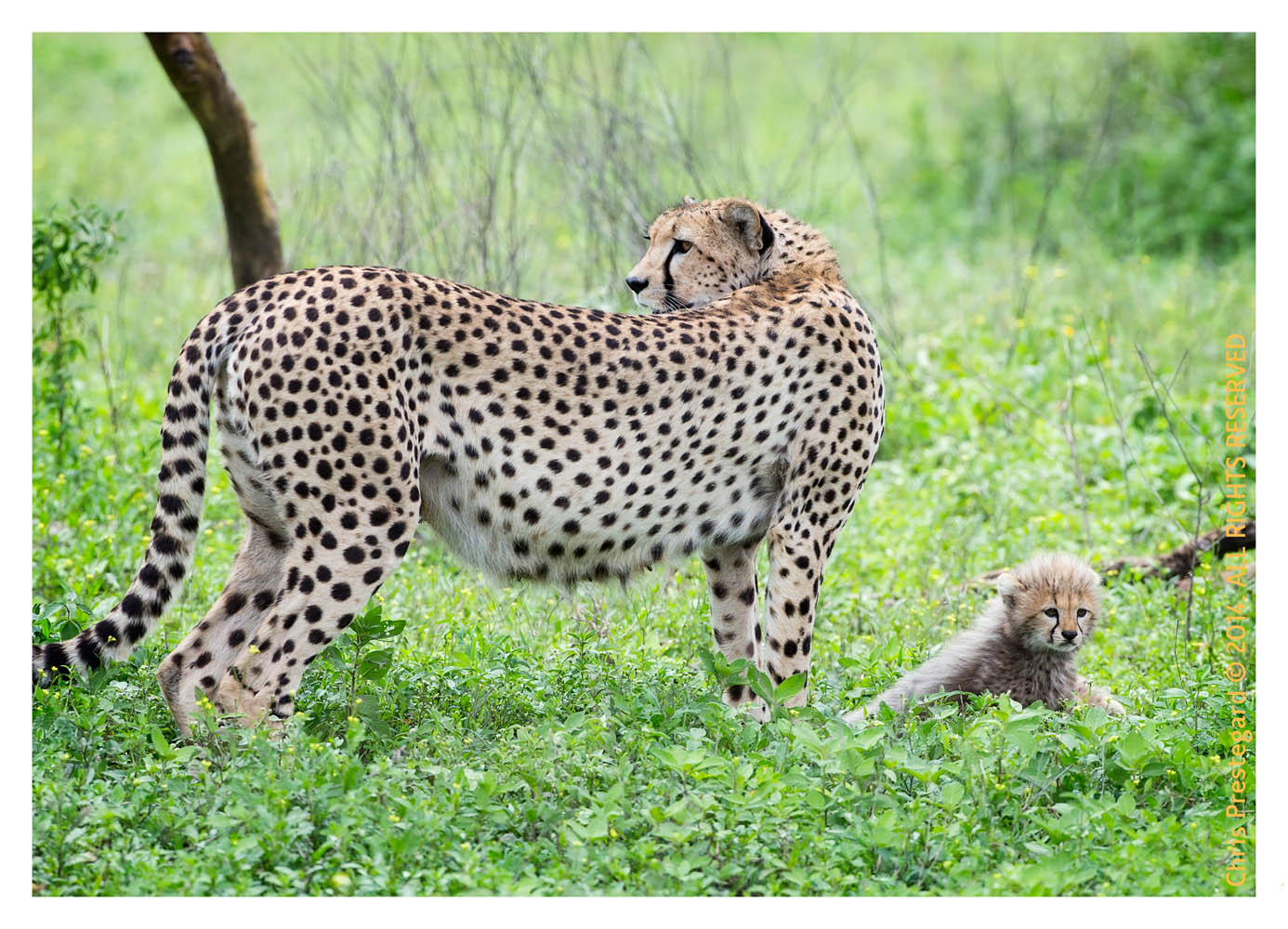 cheetah9789-Apr8-2014
