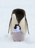 ©  DEAN LEWINS - 13.01.2012 - This un-staged image was made when a crew member from the Australian Antarctic Division's icebreaker, the Aurora Australis, attempted to photograph a child's toy penguin on the ice in Antarctica. The crew member got more than he bargained for when a juvenile Adelie penguin mistook the toy for a penguin chick and began it's grooming ritual. The Aurora Australis was heading to Mawson's Hut at Commonwealth Bay, Antarctica for the 100th anniversary of Sir Douglas Mawson's landing.