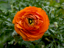 TRURO -- A mache orange ranunculus at Bayberry Gardens & Landscaping on Wednesday, April 11, 2018. Christine Hochkeppel for the Provincetown Banner