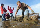 CHATHAM -- 120511 -- Commercial fisherman Chris Fontaine of Chatham digs up steamers for dinner with his daughters Christiana, 10, center, and Rabecca Fontaine, 9, and stepson Maddy White, 9, left, near the Fish Pier. The kids were able to accompany Chris on his clamming expedition because they had a half day of school. Chris was trying to fill a bushel basket before taking Maddy to his yoga class. For this family of seven, planning meals can be a challenge. He and his wife will enjoy the steamers but the kids don't have the palate for shellfish. They said they are voting to decide between tacos and burgers.  Cape Cod Times/Christine Hochkeppel 120511ch01