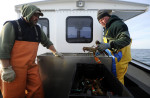 CAPE COD BAY  -- 1/07/2011 -- Ken Weeks, 52, loads their catch into a tote as his brother Greg, 48, looks on. The two came away with 26 lobsters from their last 50 pots on the season.