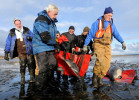 IFAW volunteers Swede Plaut of Wellfleet, left front, Mike Giblin of Eastham, right front, and John Beardsley of Wellfleet, rear far left, help fellow volunteers and staff move one of five dolphins found alive and stranded on Great Island in the gut of the Herring River.