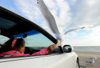 Grace Nelson, 7, of Bourne watches as a seagull snatches a piece of bread right from her hand at the Falmouth Heights Beach parking lot.