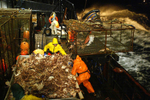 A pot of red king crab is dumped onto the sorting table of the F/V Exito where the crew will begin sorting out the legal sized males, 6.5 inches or larger. Thos crab are then tossed into one of 3 large tanks below deck filled with seawater and kept alive until the boat returns to Dutch Harbor, AK where they will be processed. On a pot this size which had about 60 {quote}keepers{quote}, the crew estimates that a fullcrewshare guy would make about $100 per pot or a $1,000 per hour (at the pace of 10 pots per hour). The bonanza lasted about 2 hours before the pots started coming up less full. The smaller crab, which are juveniles and females, are tossed back into the sea, a regulation dictated by the Alaska Department of Fish & Game to preserve future stocks. This year's ADFG forecast of 14.7 million pounds was the largest projected harvest of Bristol Bay red king crab in 12 years. It will be several weeks before crabbers know if that harvest was met. The season lasted 5 days and 2 hours and was plagued with gale force winds of 35 knots or higher almost everyday. © copyright Karen Ducey