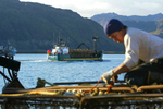 Wilfredo Ovalles, age 27, from Los Angeles, helps get the F/V Alaskan Beauty based out of Seattle,Wa ready to go red king crab fishing by tying down crab pots while the F/V Determined, based out of Kodiak,AK, passes by loaded with a stack of pots in Ducth Harbor, AK. © copyright Karen Ducey