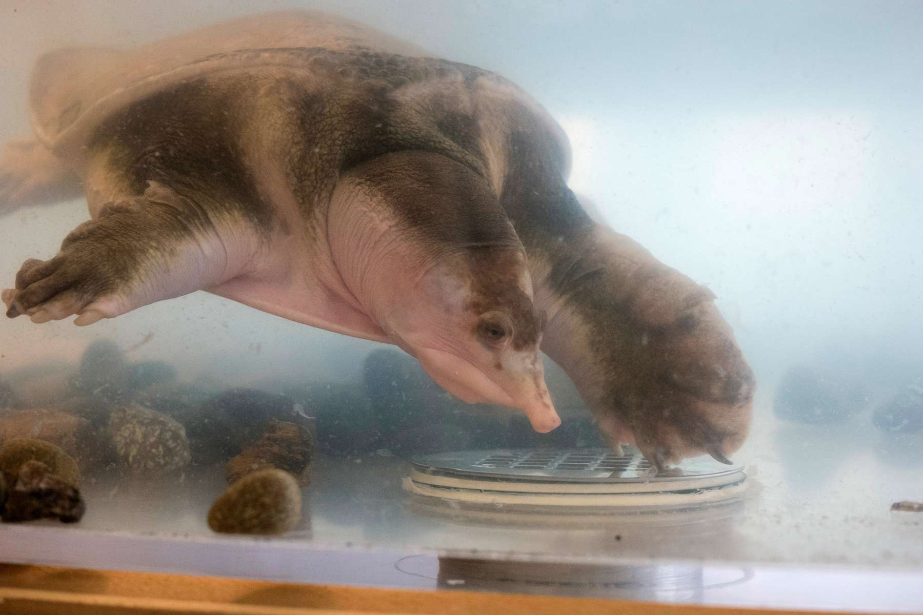 A Florida softshell turtle grows to be around 24 inches and live over 20 years. A sign on its tank at the Reptile Zoo in Monroe, Washington says, “Fun Fact: Due to the possibility of mating up to seven times per mating season these animals are able to lay up to 250 eggs!”