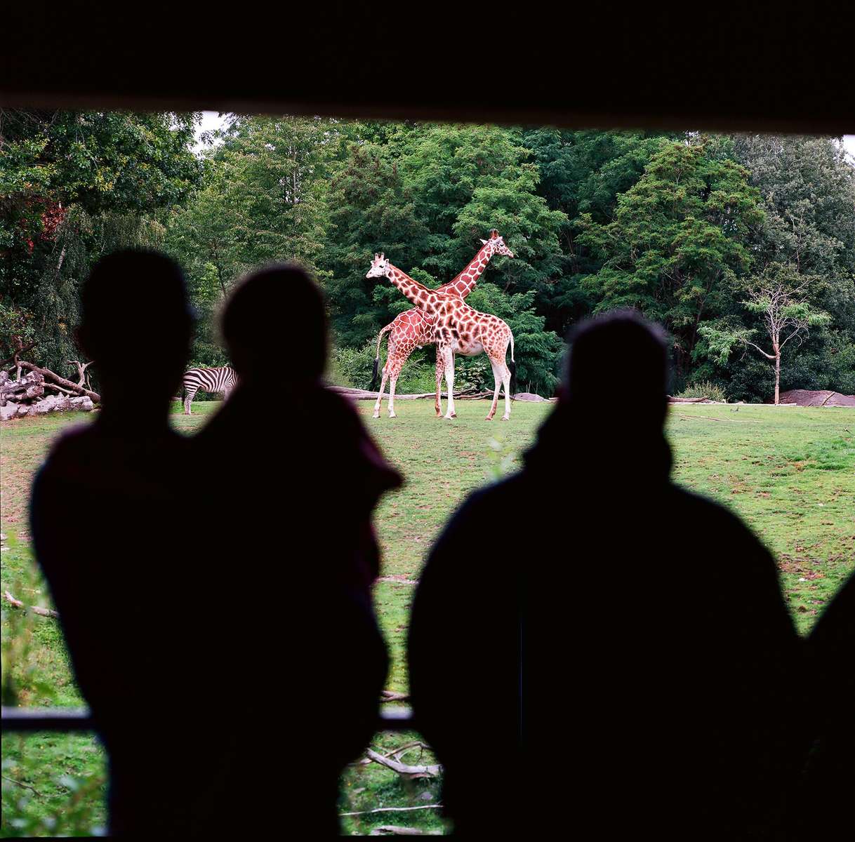 People look at giraffes in the African Savanah exhibit at the Woodland Park Zoo in Seattle, Wash. Giraffes live in loosely bound, scattered herds of 10-20 (up to 100).