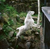 A mountain goat climbs as high as it can go from its enclosure at the Woodland Park Zoo in Seattle, Washington.
